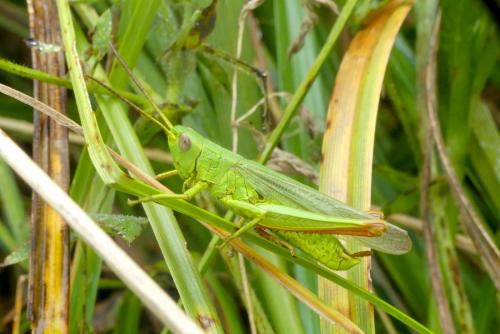 Réf. 289 454 : Chorthippus jucundus